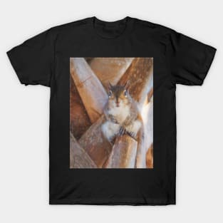 Staring Squirrel T-Shirt